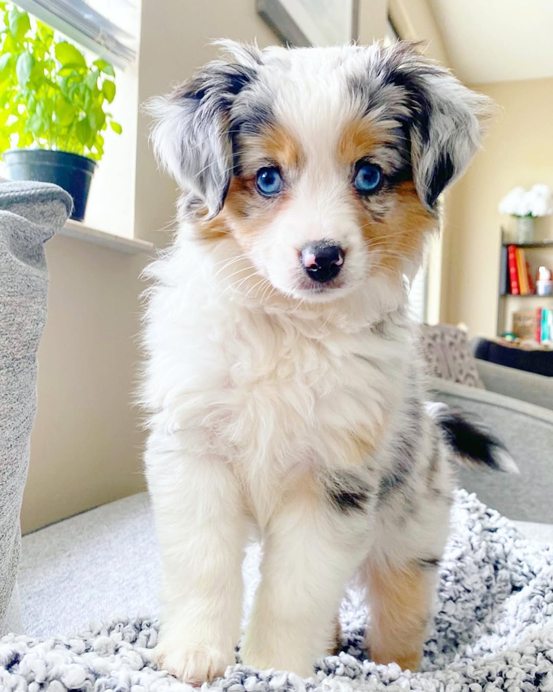 Nala